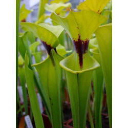 S. flava var. rugelii -- Apalachicola,W,(F13,MK)-var. rugelii