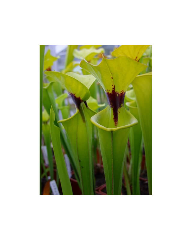 S. flava var. rugelii -- Apalachicola,W,(F13,MK)-var. rugelii