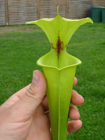 S. flava var. rugelii -- Giant form,Sumatra,Apalachicola,W,(AH) (F14A,MK)