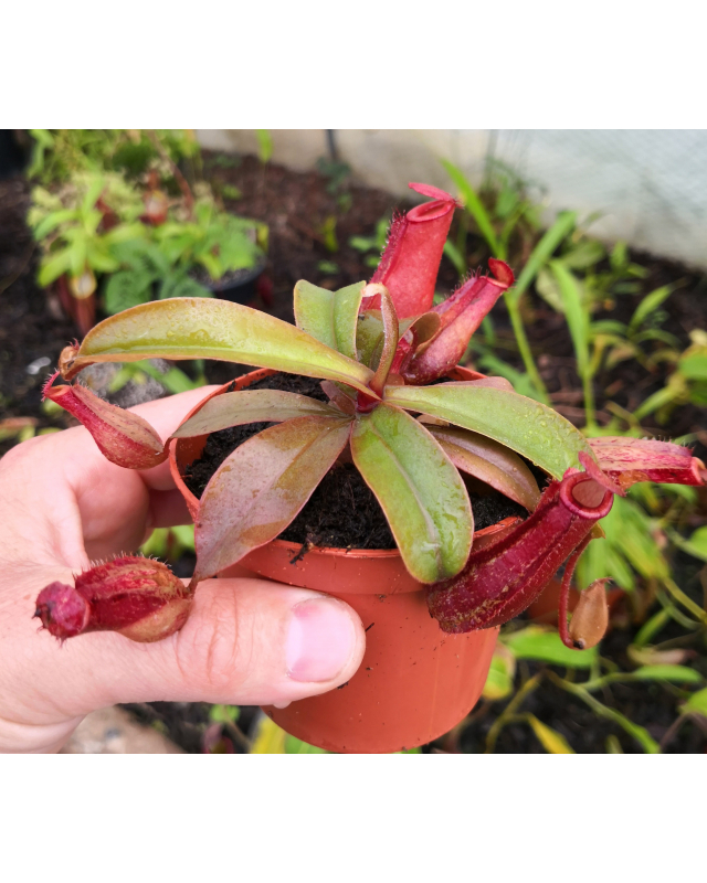 Nepenthes "bloody mary" Nepenthes "bloody mary"
