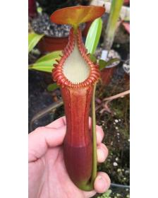 Népenthes edwardsiana