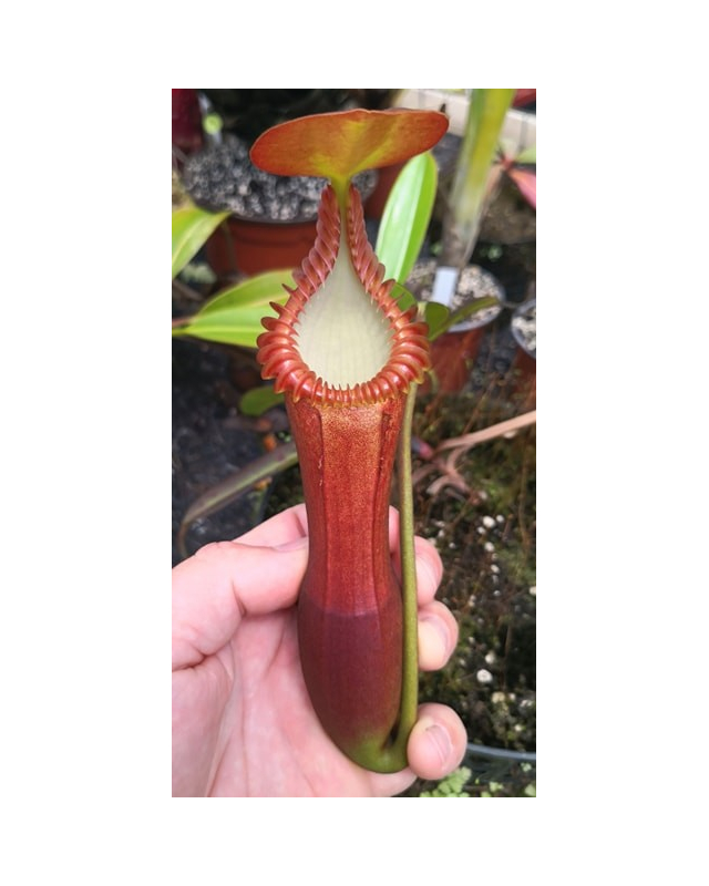 Népenthes edwardsiana