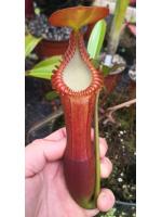 Népenthes edwardsiana Népenthes edwardsiana