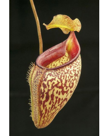 Nepenthes talangensis