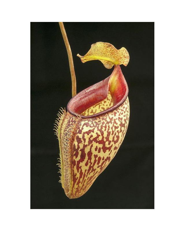 Nepenthes talangensis