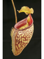 Nepenthes talangensis