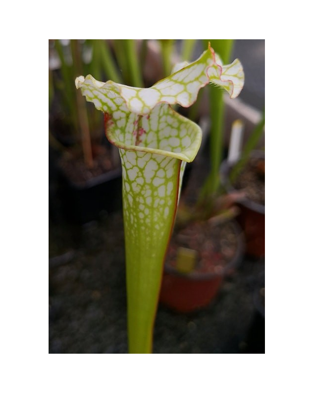 SL52 S. leucophylla -- Green & White x SX65a S.(S.alata x S.leucophylla -- Red & Gold) x S.x moorei -- 'Leah Wilkerson' SL52 S. leucophylla -- Green & White x SX65a S.(S.alata x S.leucophylla -- Red & Gold) x S.x moorei -- 'Leah Wilkerson'