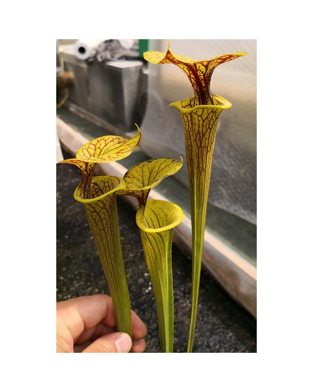 SFO24 S. flava var. ornata -- haevy veined Potterton and Martin J.Welham x SFRB09 S. flava var. rubricorpora -- heavy Vein SFO24 S. flava var. ornata -- haevy veined Potterton and Martin J.Welham x SFRB09 S. flava var. rubricorpora -- heavy Vein
