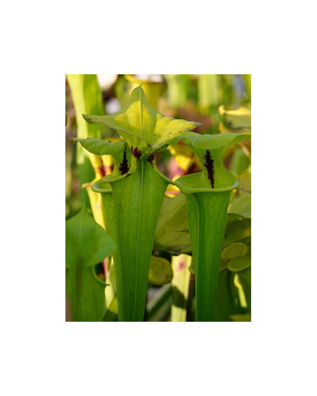 Sarracenia flava var. rugelii -- Milton,FL.Clone 1 (W)(F48,MK,MK)-var. rugelii