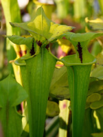 S. flava var. rugelii -- Milton,FL.Clone 1 (W)(F48,MK,MK)