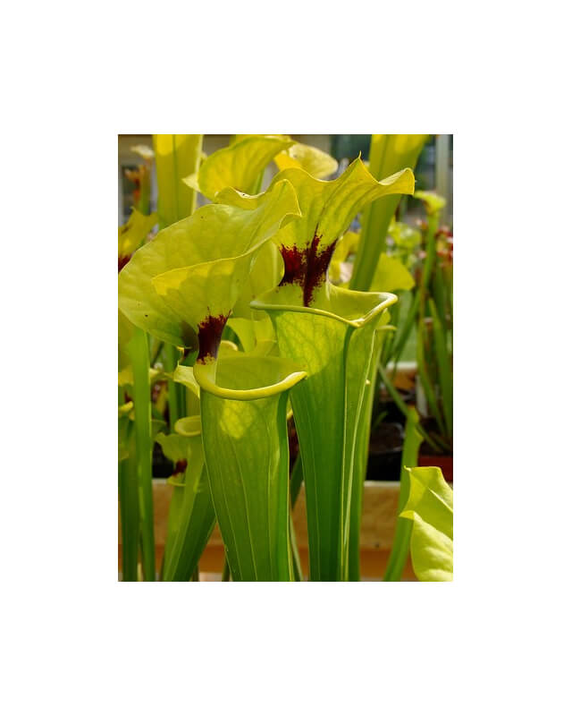 S. flava var. rugelii -- Milton,FL.Clone 1 (W)(F48,MK,MK)