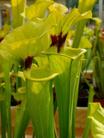 S. flava var. rugelii -- Milton,FL.Clone 1 (W)(F48,MK,MK)