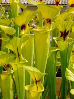 S. flava var. rugelii -- Giant form,large lid(F38,JA),has red edge to lid(F72,MK)