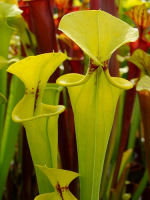 S. flava var. rugelii -- Typical form