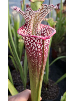 SL16 S. leucophylla -- 'Cronus' x SXM01 S.x Moorei -- `Leah Wilkerson’ 