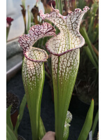 SL25 S. leucophylla -- pink lip, Appalachicola  x SFO10 S. flava var. ornata -- solid red throat