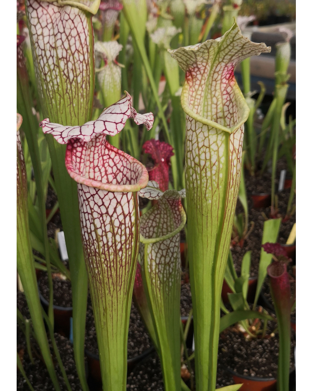 SL13 S. leucophylla -- large pink lipped,Apalachicola x SX102 S.x areolata giant﻿ CL3