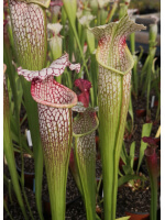 SL13 S. leucophylla -- large pink lipped,Apalachicola x SX102 S.x areolata giant﻿ CLB