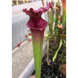 SL13 Sarracenia leucophylla -- large pink lipped,Apalachicola x SX102 S.x areolata giant﻿ CLA-Hybrides Cédric Carnivore's