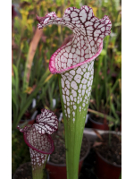 SX18 S. x excellens x SL61 S. leucophylla -- red stripe throat