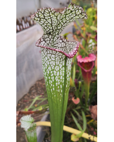SL27 S. leucophylla -- pouty Lip x SL79 S. leucophylla “Bocaza” CL3 