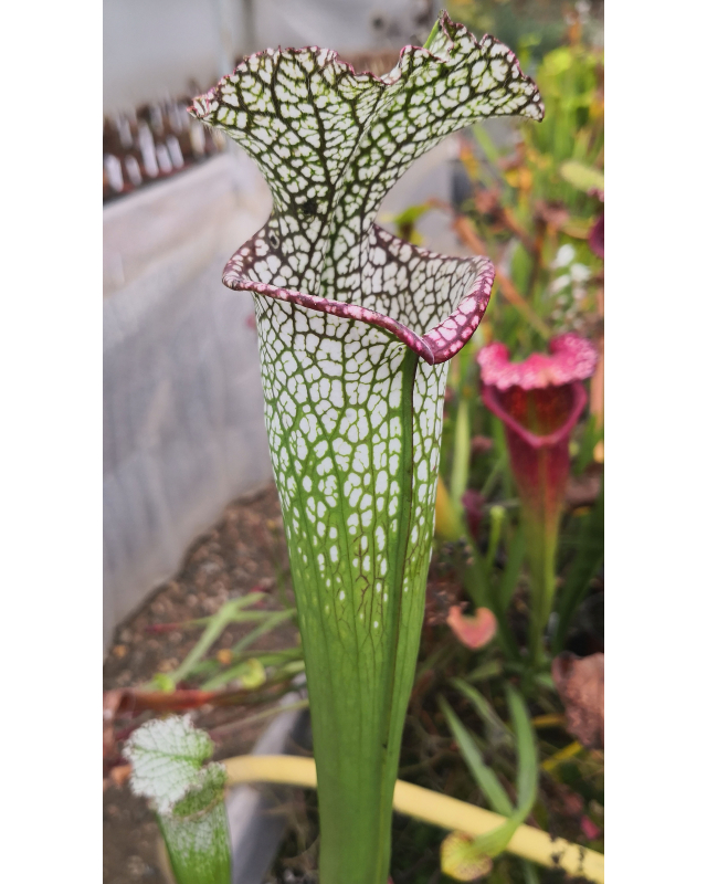 SL27 S. leucophylla -- pouty Lip x SL79 S. leucophylla “Bocaza” CL3 