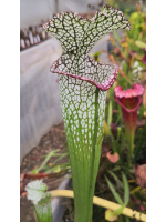 SL27 S. leucophylla -- pouty Lip x SL79 S. leucophylla “Bocaza” CL3 