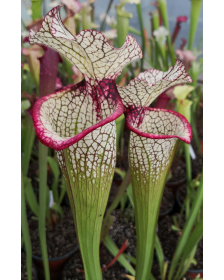Sarracenia leucophylla x SXM01 S.x Moorei -- `Leah Wilkerson’