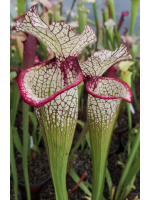 Sarracenia leucophylla x SXM01 S.x Moorei -- `Leah Wilkerson’