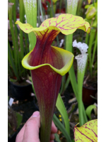 SFA06 S. flava var. atropurpurea -- don Schnell x SXM61 S.x Moorei -- “Timothy King” clb