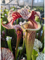 SX113 S.'Black Widow' x SXM61 S.x Moorei -- “Timothy King” cla