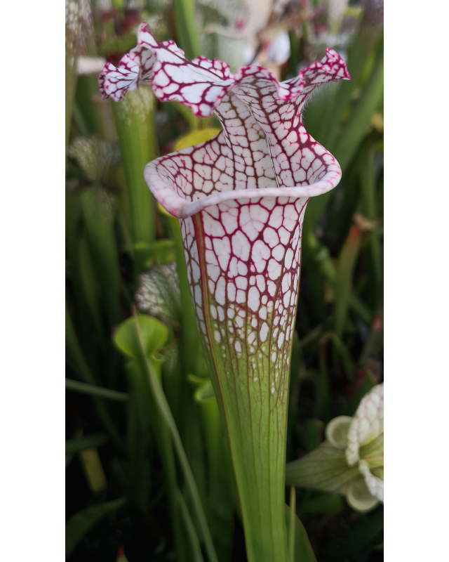 SL61 S. leucophylla -- red stripe throat x SL25 S. leucophylla -- pink lip, Appalachicola cl2