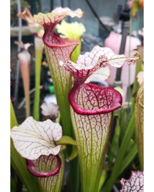 SXM01 S.x Moorei -- `Leah Wilkerson’ x SXM31 S.x Moorei -- `Adrian Slack’ cl3