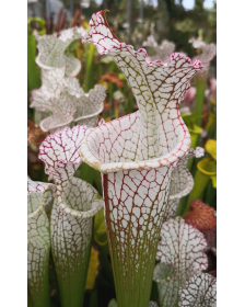 SL27 S. leucophylla -- pouty Lip x SL61 S. leucophylla -- red stripe throat cl1