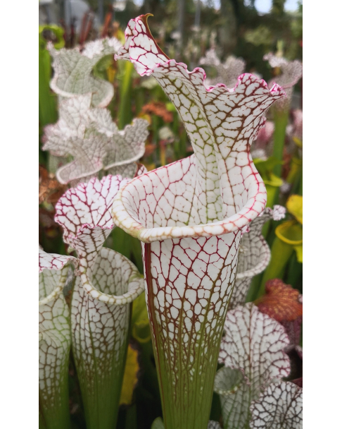 SL27 S. leucophylla -- pouty Lip x SL61 S. leucophylla -- red stripe throat cl1