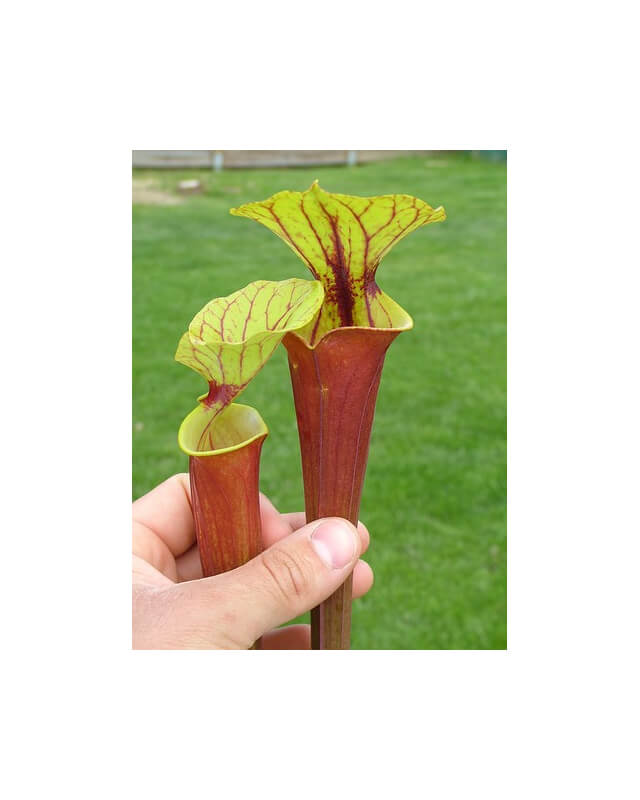 S. flava var. rubricorpora -- giant red tube,Apalachicola,W (f20 MK)