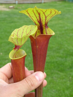 S. flava var. rubricorpora -- giant red tube,Apalachicola,W (f20 MK)