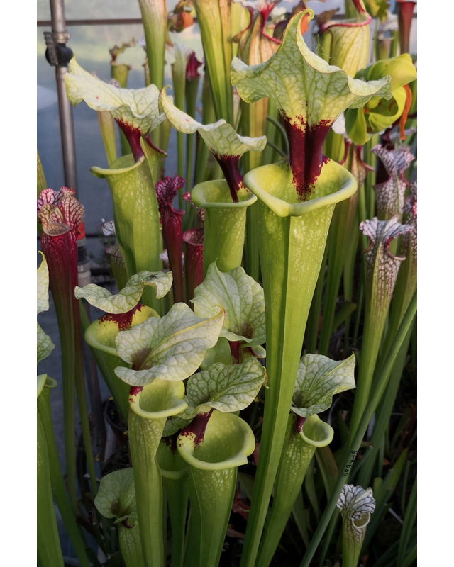 SFO10 S. flava var. ornata -- solid red throat x SXM64 S.x Moorei -- 'Helen Mary'