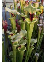 SFO10 S. flava var. ornata -- solid red throat x SXM64 S.x Moorei -- 'Helen Mary'