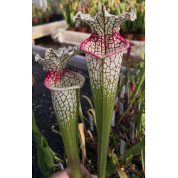 SL25 S. leucophylla -- pink lip, Appalachicola x Inspiration-Hybrides Cédric Carnivore's