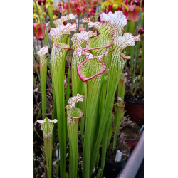 (SX65a S. (S.alata x S.leucophylla) x S.x moorei -- 'Leah Wilkerson') x SXM61 S.x Moorei -- “Timothy King”-Hybrides Cédric Carnivore's