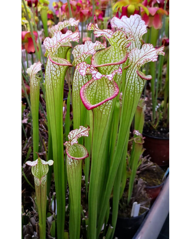 SL59 S. leucophylla -- Alba, klein 1998x SXM17 S.x Moorei -- Wilkerson's red-Hybrides Cédric Carnivore's