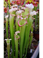 SL59 S. leucophylla -- Alba, klein 1998x SXM17 S.x Moorei -- Wilkerson's red
