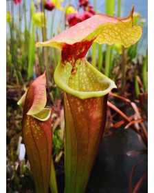 SarraceniaSOP05 S.'Wilkerson’s White Knight” op x SXM77 S.x Moorei -- Leah x leah