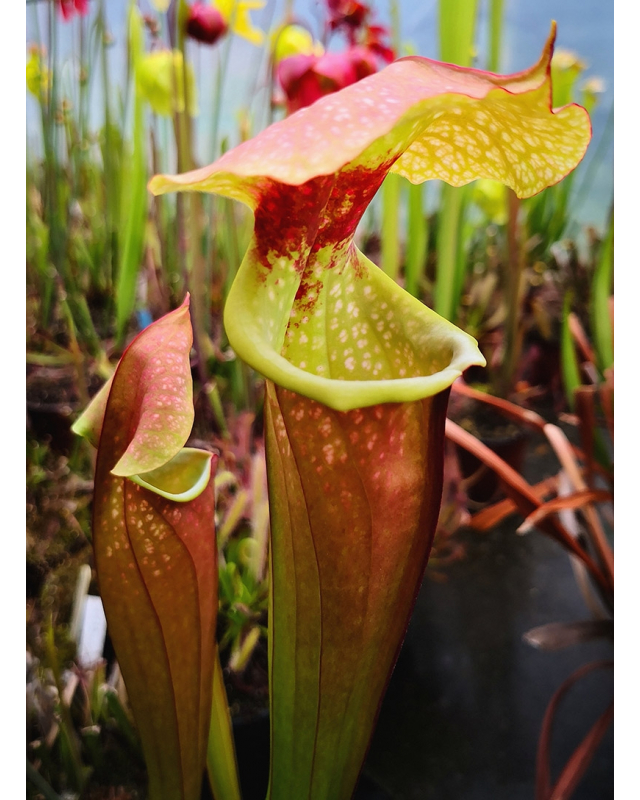SarraceniaSOP05 S.'Wilkerson’s White Knight” op x SXM77 S.x Moorei -- Leah x leah 