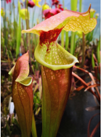 SarraceniaSOP05 S.'Wilkerson’s White Knight” op x SXM77 S.x Moorei -- Leah x leah 