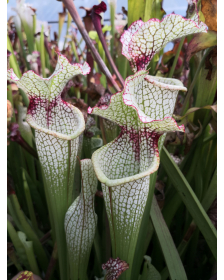 x64 complex leucophylla hybrid