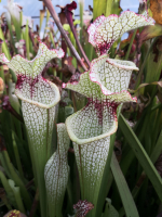 x64 complex leucophylla hybrid