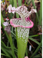 SL13 S. leucophylla -- large pink lipped,Apalachicola,W,(PW) (L18,MK) x S. x moorei 'Silvia Luise'