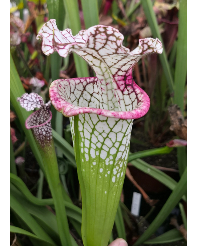 SL13 S. leucophylla -- large pink lipped,Apalachicola,W,(PW) (L18,MK) x S. x moorei 'Silvia Luise' SL13 S. leucophylla -- large pink lipped,Apalachicola,W,(PW) (L18,MK) x S. x moorei 'Silvia Luise'